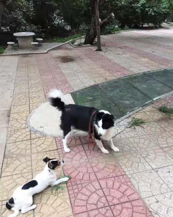 少毛小宠物狗怎么养的