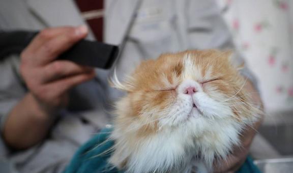 宠物猫怎么吹毛