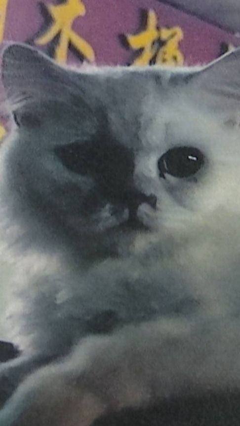 宠物猫怎么办理猫牌