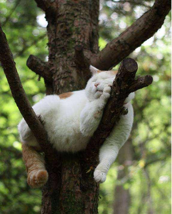 宠物猫尸体怎么埋