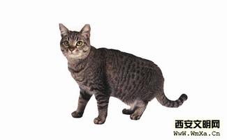东方猫多少钱一只