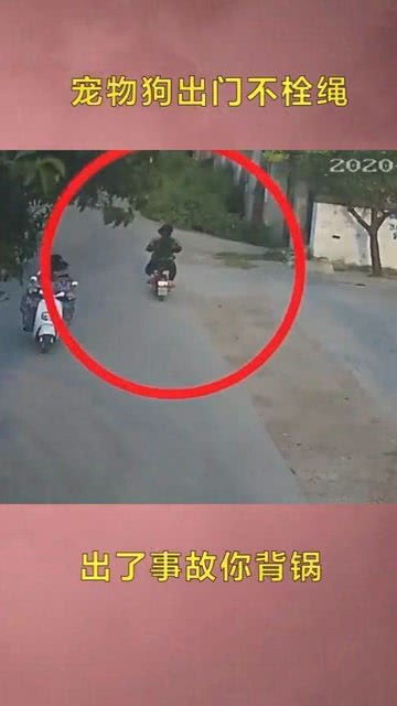 宠物狗出门不栓绳怎么办