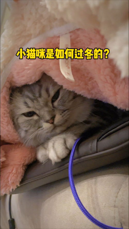 宠物猫是怎么过冬的