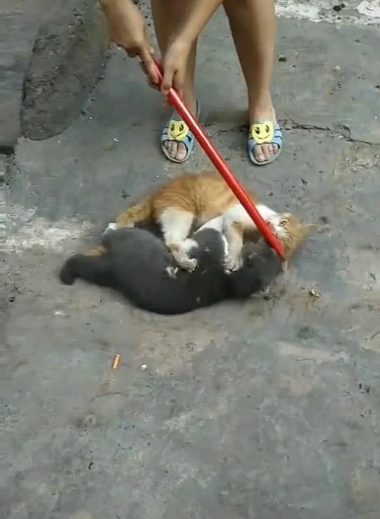 当宠物猫在农村怎么办呢