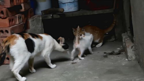 宠物猫流浪怎么处理