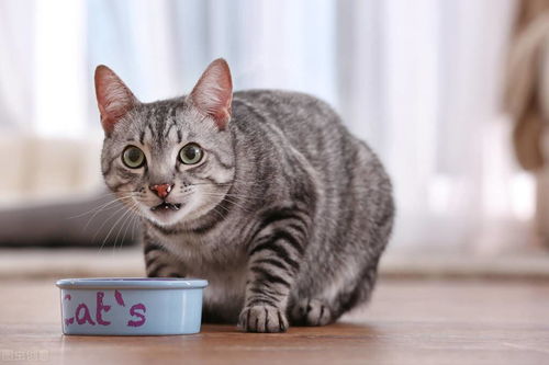 怎么有宠物猫的味道
