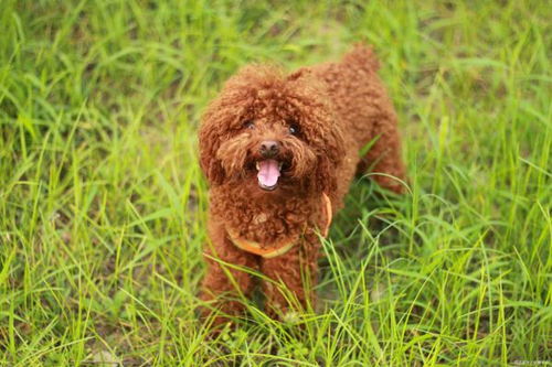 泰迪犬每天吃多少狗粮