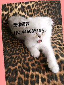 宠物猫怎么和主人亲近