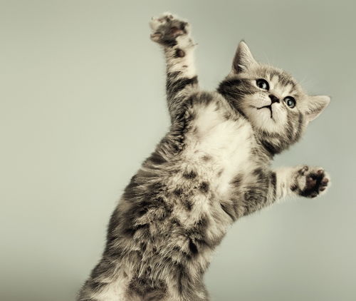 宠物猫应该怎么打理它