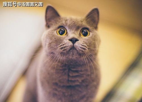 到底该怎么对待宠物猫