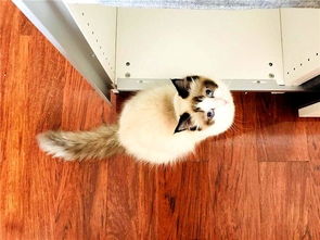 流浪猫打架宠物猫怎么处理