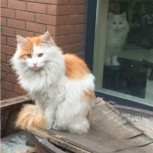 宠物猫专属房间怎么布置