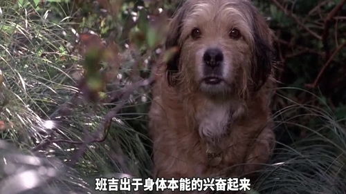 宠物狗小幼狮怎么养的好