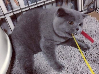 宠物猫怎么亲人相处好