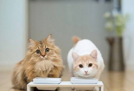 宠物猫很瘦怎么办