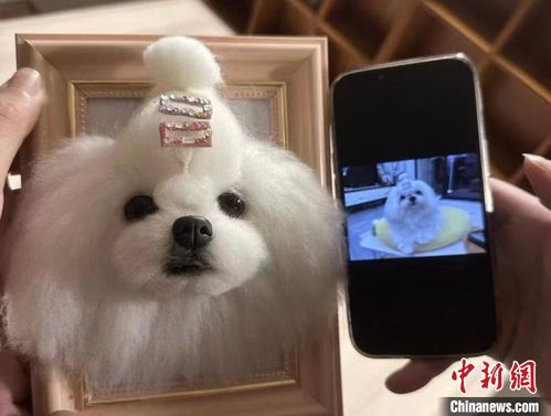 宠物狗的丧葬行业怎么样