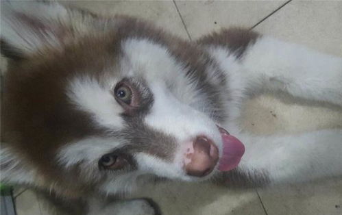 宠物狗鼻子掉色怎么办啊