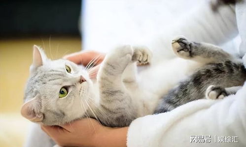 感觉宠物猫不怎么叫