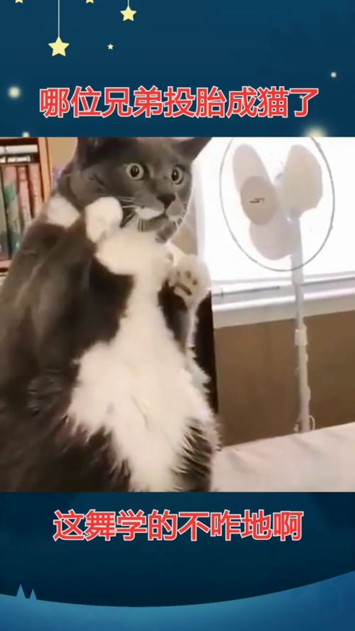 宠物猫怎么投胎成猫