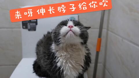 宠物猫咬了怎么清洗