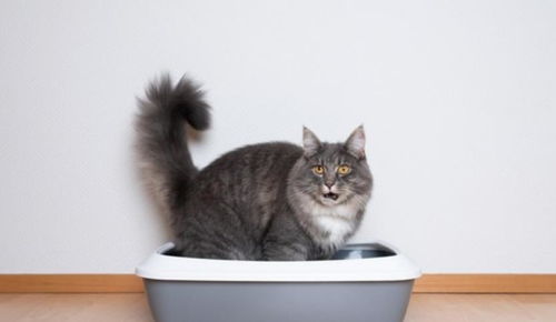 宠物猫怎么不乱跑