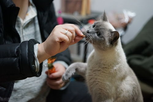 宠物猫宝宝怎么喂养