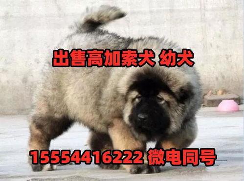 虎斑犬幼犬多少钱一只