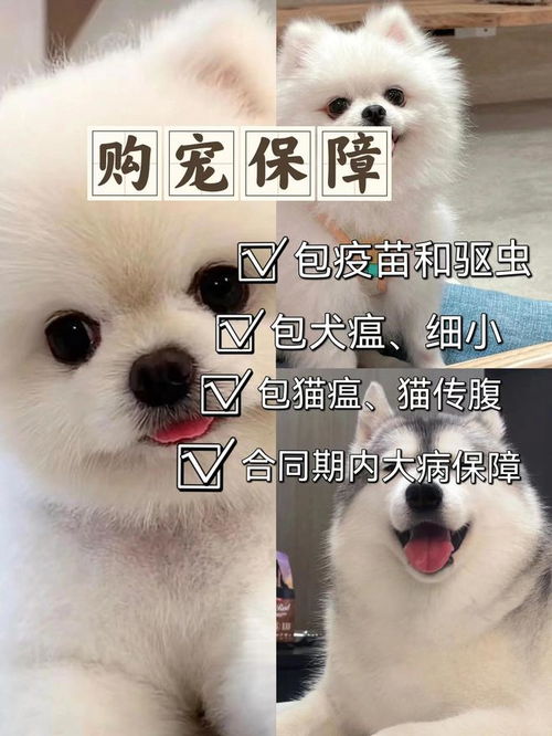 宠物猫狗怎么买到