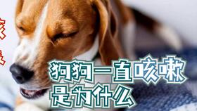 宠物狗一直咳嗽怎么办