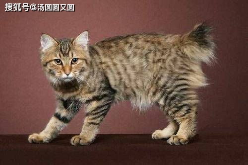 宠物猫寄生虫怎么治好