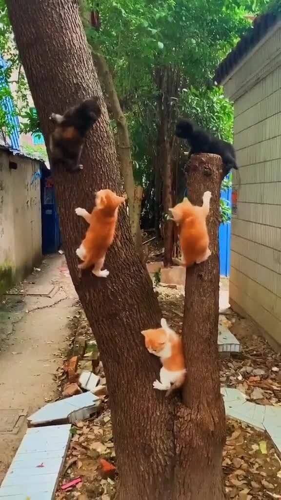 宠物猫怎么爬树的