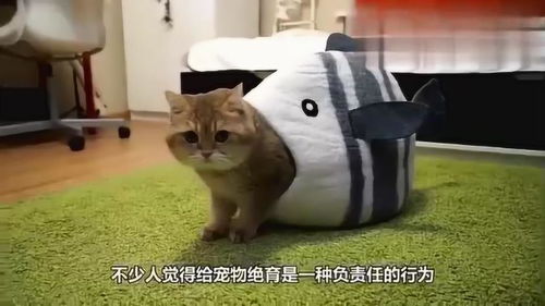 怎么给宠物猫修毛发
