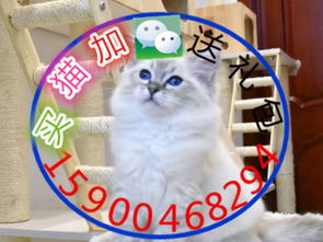 宠物猫布偶怎么培育