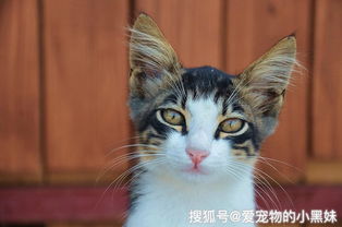 宠物猫攻击人怎么解决