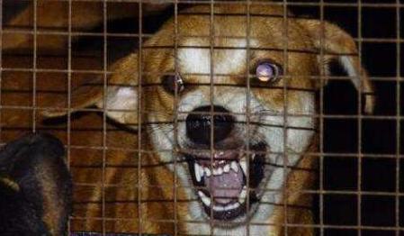 怎么知道宠物狗有狂犬病