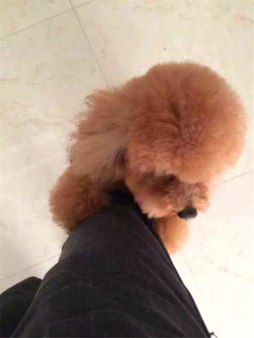 宠物狗上年纪了怎么办