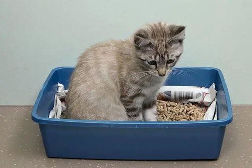 宠物猫怎么不拉屎了
