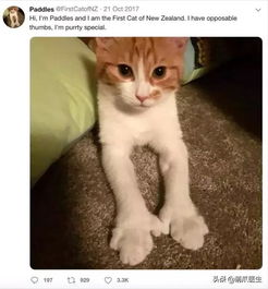 新西兰怎么养宠物猫