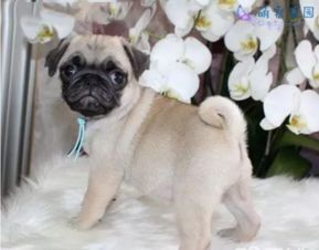 巴哥犬一般多少钱