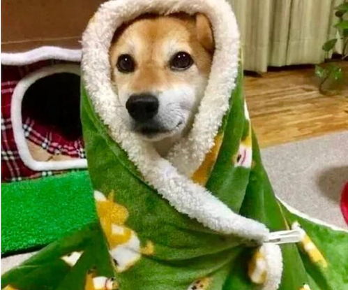 宠物狗冷的发抖怎么办啊