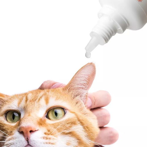 宠物猫怎么进耳朵