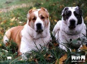 中亚牧羊犬多少钱