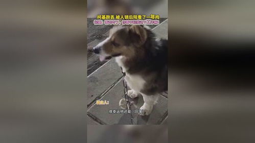 宠物狗跑丢怎么办啊