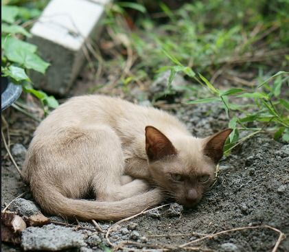 宠物猫怎么活下来