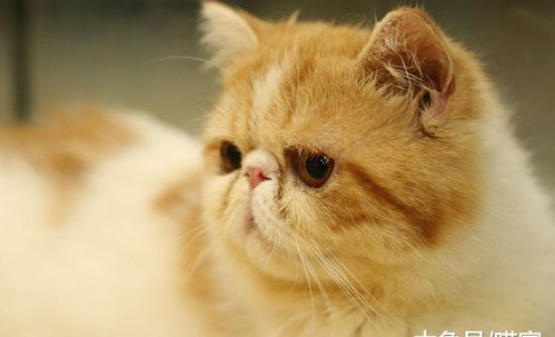 宠物猫抗体怎么合格检测