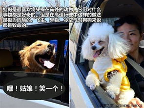 怎么带宠物狗长途旅行呢