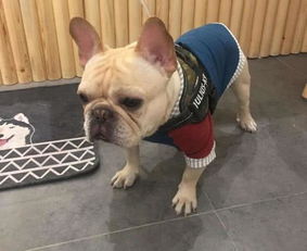 宠物狗受委屈了怎么哄它