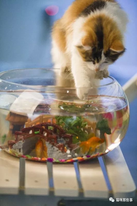 鱼怎么喂宠物猫好吃