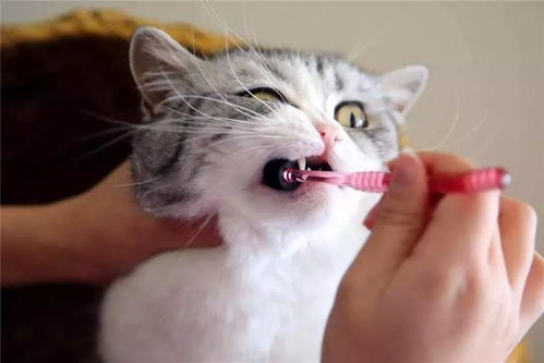 宠物猫口腔怎么清洁
