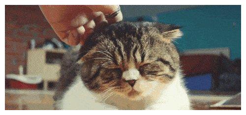 成人猫怎么养宠物猫咪